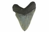 Fossil Megalodon Tooth - Serrated Blade #130810-1